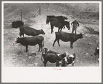 Cows and horses belonging to Mr. Schoenfeldt, Russian-German FSA (Farm Security Administration) client, Sheridan County, Kansas