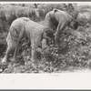Mr. and Mrs. Schoenfeldt pulling beets from their tile garden, Sheridan County, Kansas. Tile gardens are a part of the FSA (Farm Security Administration) program in the former dust bowl