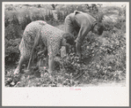 Mr. and Mrs. Schoenfeldt pulling beets from their tile garden, Sheridan County, Kansas. Tile gardens are a part of the FSA (Farm Security Administration) program in the former dust bowl