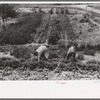 Mr. and Mrs. Schoenfeldt pulling beets from their tile garden, Sheridan County, Kansas. Tile gardens are a part of the FSA (Farm Security Administration) program in the former dust bowl