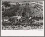 Mr. and Mrs. Schoenfeldt pulling beets from their tile garden, Sheridan County, Kansas. Tile gardens are a part of the FSA (Farm Security Administration) program in the former dust bowl