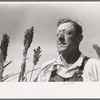 William Rall, FSA (Farm Security Administration) client standing amidst kaffir corn on his farm in Sheridan County, Kansas