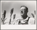 William Rall, FSA (Farm Security Administration) client standing amidst kaffir corn on his farm in Sheridan County, Kansas