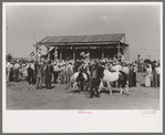 Tightrope performers at 4-H Club fair, Cimarron, Kansas