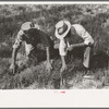 F.S.A. supervisor and client looking among the tumbleweed to try to identify a type of army worm, Gray County, Kansas