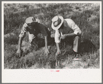 F.S.A. supervisor and client looking among the tumbleweed to try to identify a type of army worm, Gray County, Kansas