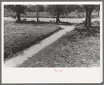 Sidewalk in Syracuse, Kansas. The level on the ground on either side of the sidewalk was the same as that of the sidewalk a year ago. The raise in elevation is due to dust and dirt which drifted in