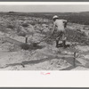 Mr. Johnson, FSA client with part interest in cooperative well using a makeshift dam of tumbleweeds and board in order to divert water from irrigation ditch to field, Syracuse, Kansas