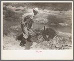Quick work with the shovel is required in irrigation by Mr. Johnson, Syracuse, Kansas