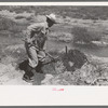 Quick work with the shovel is required in irrigation by Mr. Johnson, Syracuse, Kansas