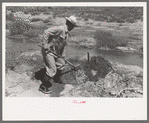 Quick work with the shovel is required in irrigation by Mr. Johnson, Syracuse, Kansas