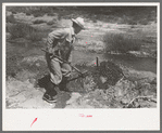 Quick work with the shovel is required in irrigation by Mr. Johnson, Syracuse, Kansas