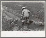 Mr. Johnson, FSA client with part interest in cooperative well using a makeshift dam of tumbleweeds and board in order to divert water from irrigation ditch to field, Syracuse, Kansas