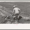 Mr. Johnson, FSA client with part interest in cooperative well using a makeshift dam of tumbleweeds and board in order to divert water from irrigation ditch to field, Syracuse, Kansas