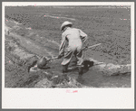 Mr. Johnson, FSA client with part interest in cooperative well using a makeshift dam of tumbleweeds and board in order to divert water from irrigation ditch to field, Syracuse, Kansas