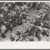 Irrigated sugar beets near Syracuse, Kansas. Farm of Mr. Johnson, FSA client