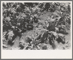Irrigated sugar beets near Syracuse, Kansas. Farm of Mr. Johnson, FSA client
