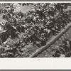 Irrigating sugar beets near Syracuse, Kansas farm of Mr. Johnson, FSA client