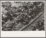 Irrigating sugar beets near Syracuse, Kansas farm of Mr. Johnson, FSA client