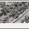 Irrigating sugar beets near Syracuse, Kansas farm of Mr. Johnson, FSA client