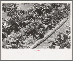 Irrigating sugar beets near Syracuse, Kansas farm of Mr. Johnson, FSA client