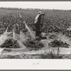 Mr. Johnson, FSA client with part interest in cooperative well irrigating sugar beets. Syracuse, Kansas
