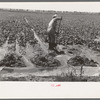 Mr. Johnson, FSA client with part interest in cooperative well irrigating sugar beets. Syracuse, Kansas
