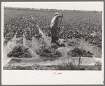Mr. Johnson, FSA client with part interest in cooperative well irrigating sugar beets. Syracuse, Kansas
