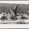 Mr. Johnson, FSA client with part interest in cooperative well irrigating sugar beets. Syracuse, Kansas