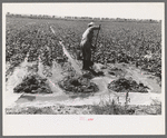 Mr. Johnson, FSA client with part interest in cooperative well irrigating sugar beets. Syracuse, Kansas