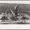 Mr. Johnson, FSA client with part interest in cooperative well irrigating sugar beets. Syracuse, Kansas