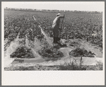 Mr. Johnson, FSA client with part interest in cooperative well irrigating sugar beets. Syracuse, Kansas