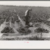 Mr. Johnson, FSA client with part interest in cooperative well irrigating sugar beets. Syracuse, Kansas