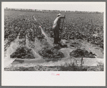 Mr. Johnson, FSA client with part interest in cooperative well irrigating sugar beets. Syracuse, Kansas