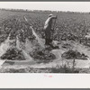 Mr. Johnson, FSA client with part interest in cooperative well irrigating sugar beets. Syracuse, Kansas