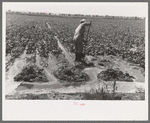 Mr. Johnson, FSA client with part interest in cooperative well irrigating sugar beets. Syracuse, Kansas