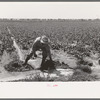 Mr. Johnson, FSA client with part interest in cooperative well irrigating sugar beets, Syracuse, Kansas