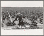 Mr. Johnson, FSA client with part interest in cooperative well irrigating sugar beets, Syracuse, Kansas