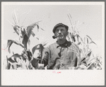 Mr. Wright, tenant farmer of Mr. Johnson in cooperative with him in irrigation well, standing amidst the corn he has raised this year. Syracuse, Kansas