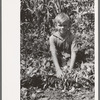 Child of Ernest Kirk, Jr., Ordway, Kansas, holding back the string bean vines on the farm