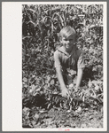 Child of Ernest Kirk, Jr., Ordway, Kansas, holding back the string bean vines on the farm