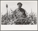 Mr. Wright, tennant farmer of Mr. Johnson who gave equal interest in cooperative well, standing amidst field of Kaffir corn near Syracuse, Kansas