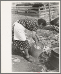 Spanish-American FSA client breaking up solidified grease before using it in soap making, Taos County, New Mexico