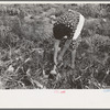 Spanish-American FSA client pulling onion from her garden, Taos County, N.M