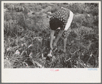 Spanish-American FSA client pulling onion from her garden, Taos County, N.M