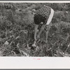 Spanish-American FSA client pulling onion from her garden, Taos County, N.M