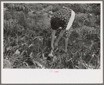Spanish-American FSA client pulling onion from her garden, Taos County, N.M