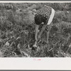 Spanish-American FSA client pulling onion from her garden, Taos County, N.M