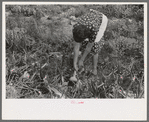 Spanish-American FSA client pulling onion from her garden, Taos County, N.M