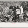 Spanish-American FSA client examining cauliflower in her garden to see if it is ready for picking, Taos County, New Mexico